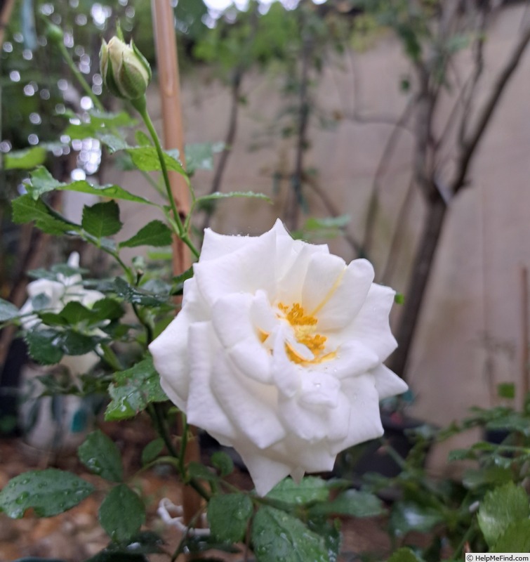 'Schneeküsschen ® (miniature, Kordes 2005/16)' rose photo