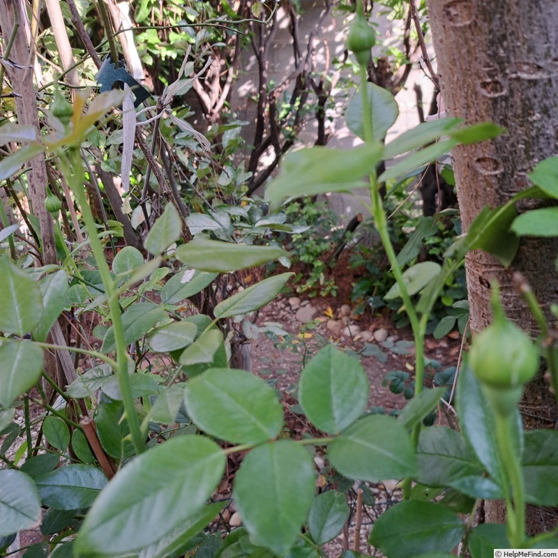 'Catherine Meurisse ®' rose photo