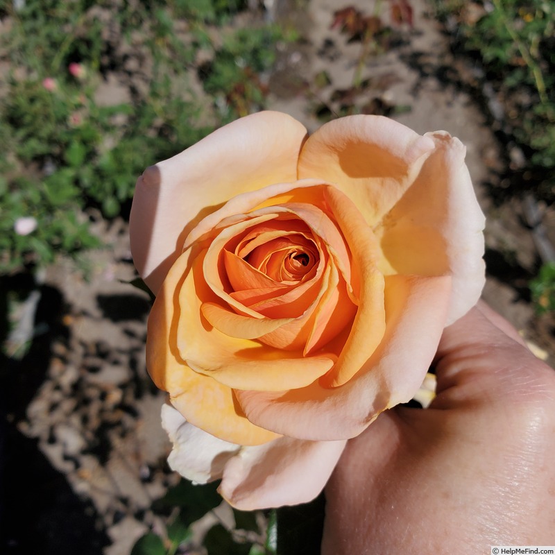 'Beautiful Day ™' rose photo