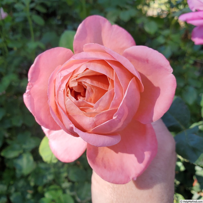 'Sweet Mademoiselle ™' rose photo