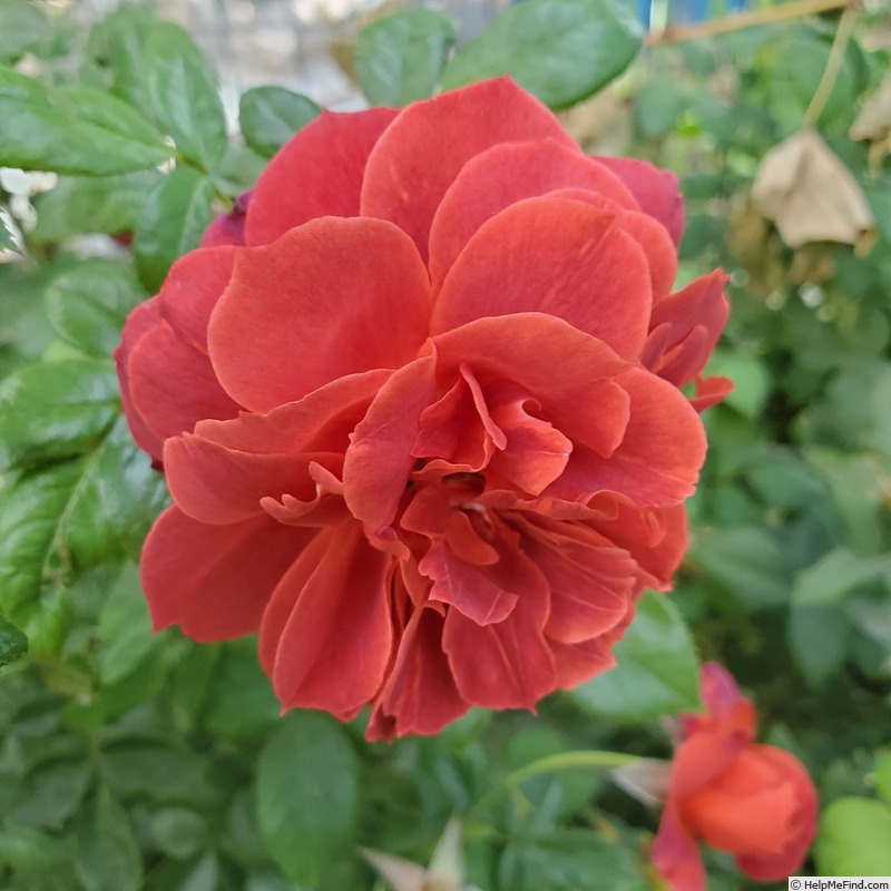 'Hot Cocoa ™ (floribunda, Carruth 2001)' rose, click to enlarge 'Hot Cocoa ™ (floribunda, Carruth 2001)' rose photo