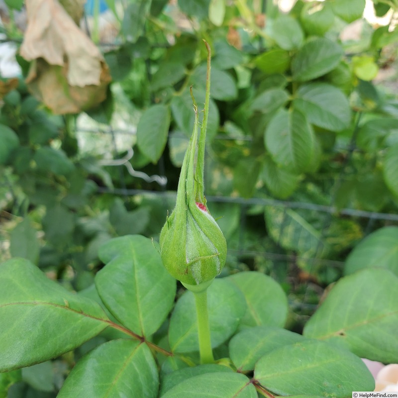 'State of Grace' rose, click to enlarge 'State of Grace' rose photo