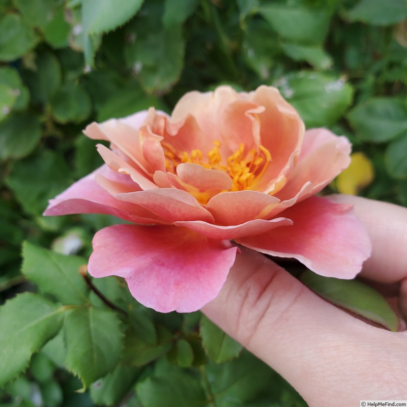 'Distant Drums (shrub, Buck 1984)' rose photo