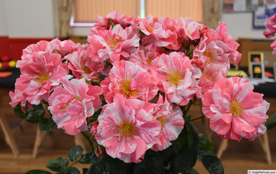 'England's Heroes' rose, click to enlarge 'England's Heroes' rose photo