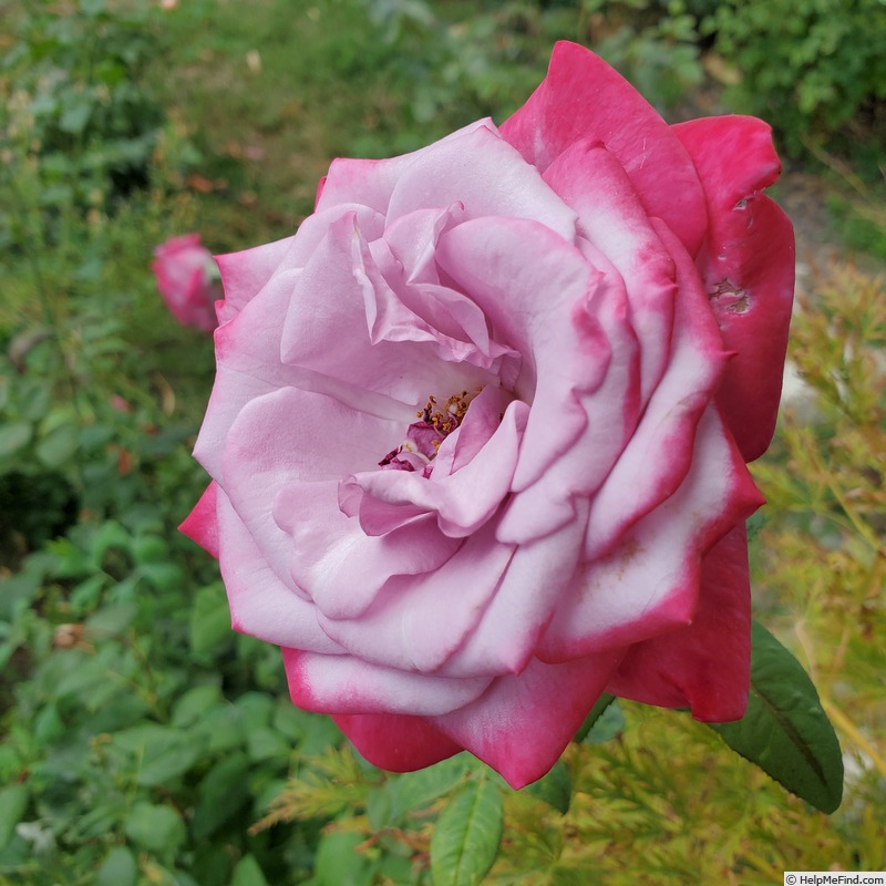 'Paradise ™ (hybrid tea, Weeks 1975)' rose, click to enlarge 'Paradise ™ (hybrid tea, Weeks 1975)' rose photo