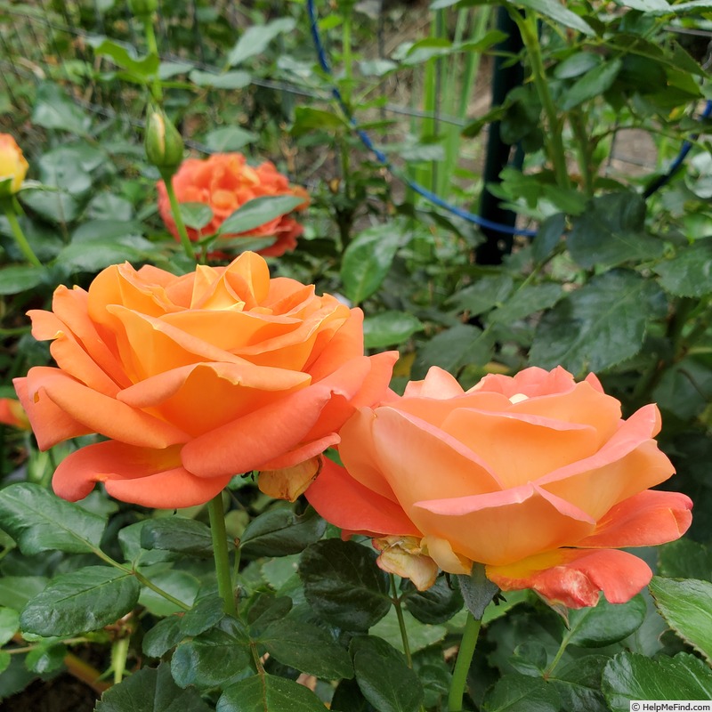 'Burst of Joy ™' rose, click to enlarge 'Burst of Joy ™' rose photo