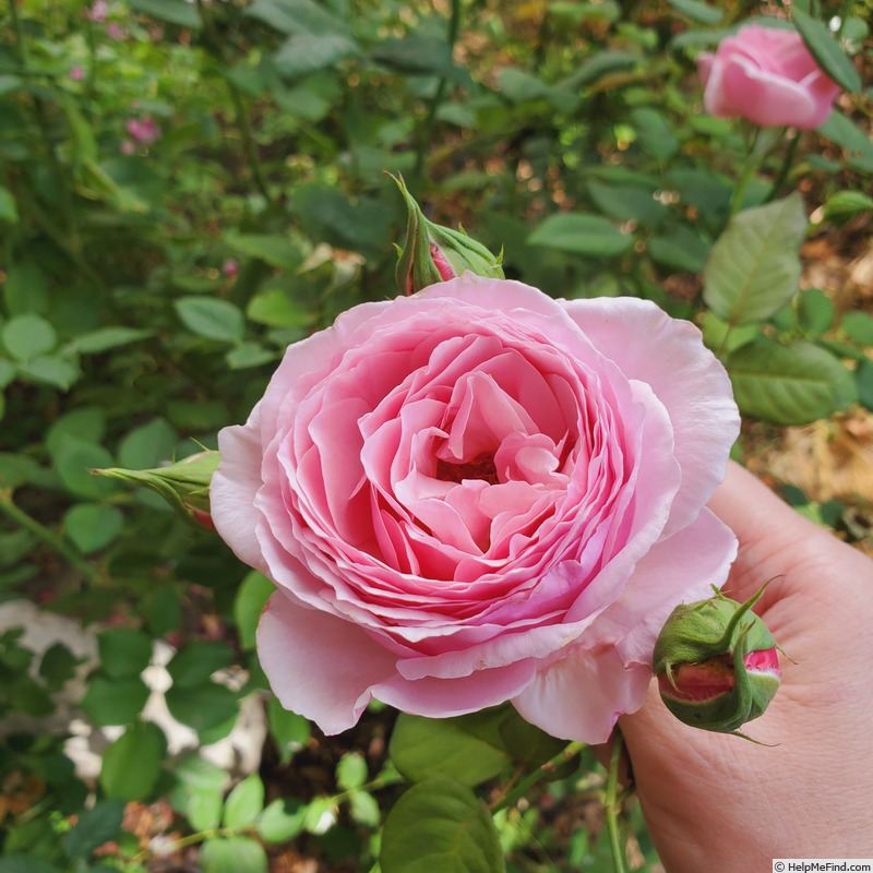 'Scentuous ™' rose, click to enlarge 'Scentuous ™' rose photo
