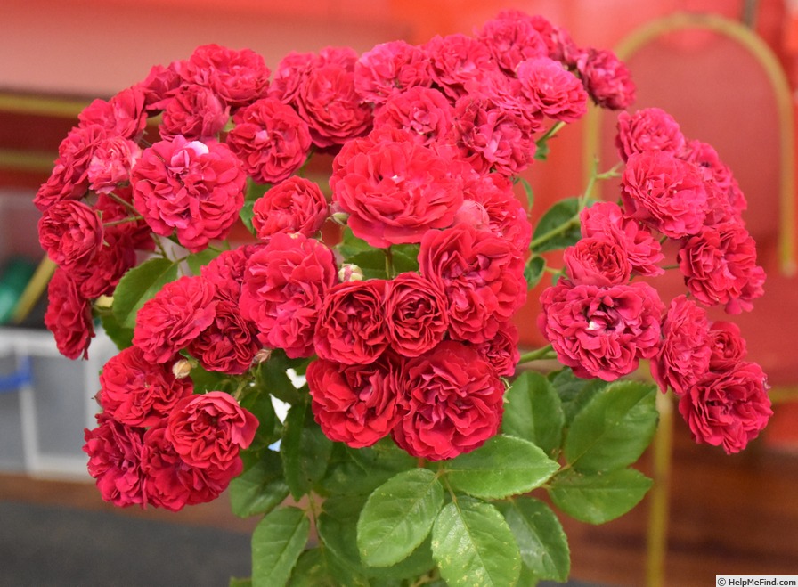 'Chevy Chase (Rambler, Hansen, 1939)' rose photo