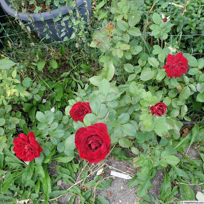 'Black Lady ®' rose photo