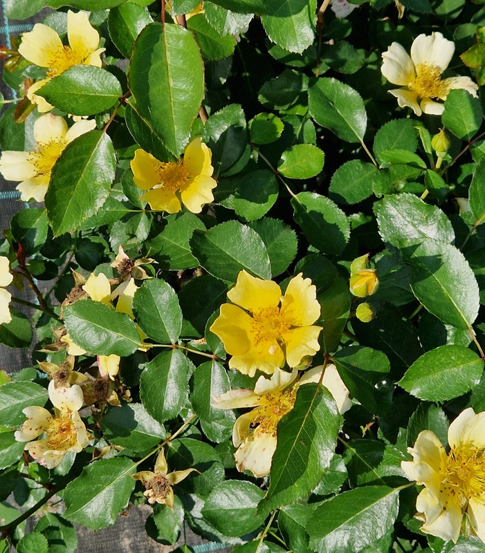 'Andethanna' rose photo