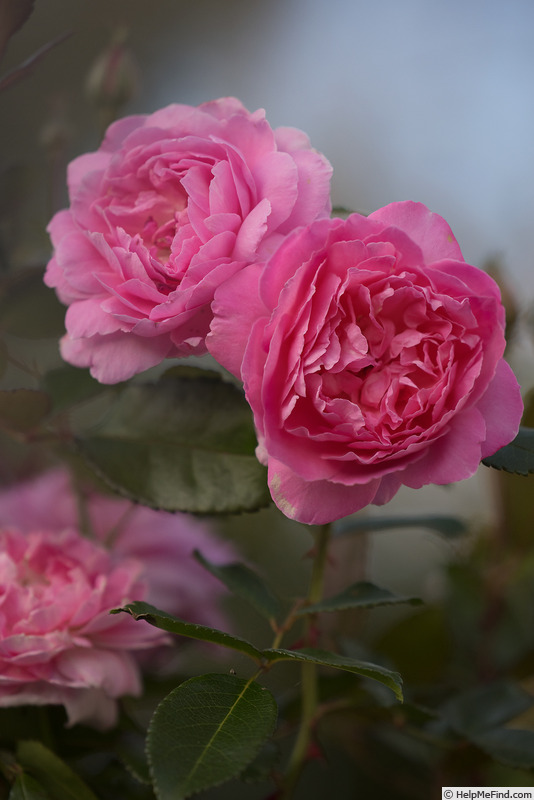 'Orchid Romance ®' rose, click to enlarge 'Orchid Romance ®' rose photo