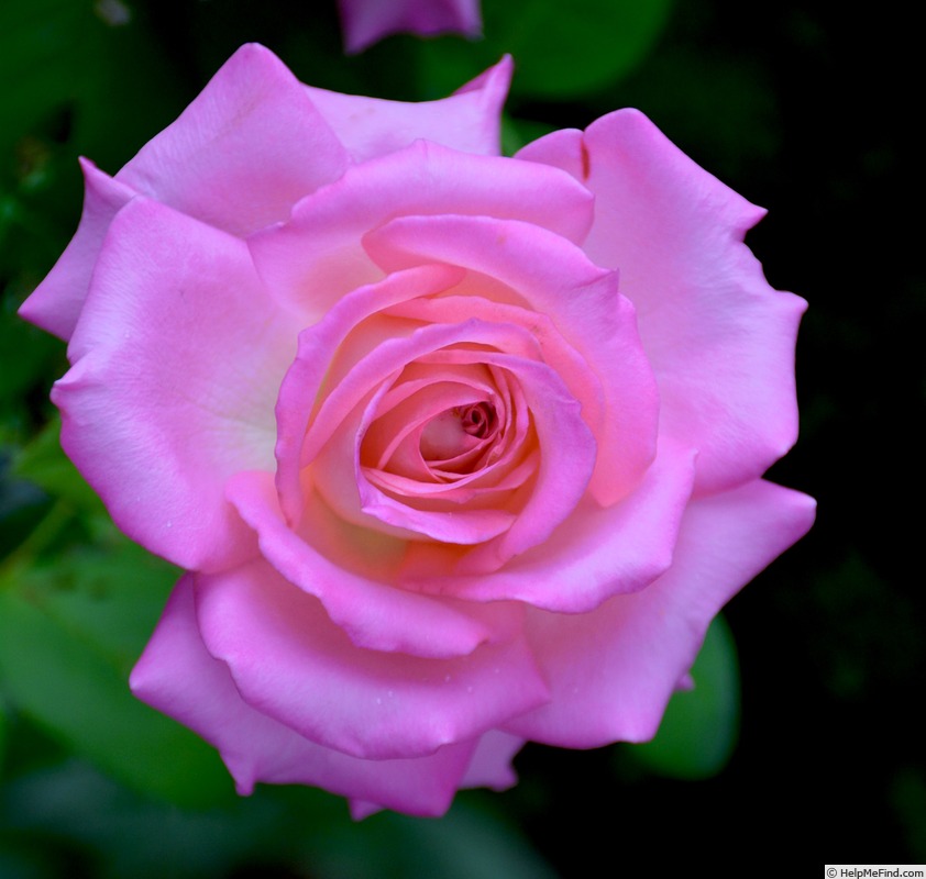 'Louise Estes' rose, click to enlarge 'Louise Estes' rose photo