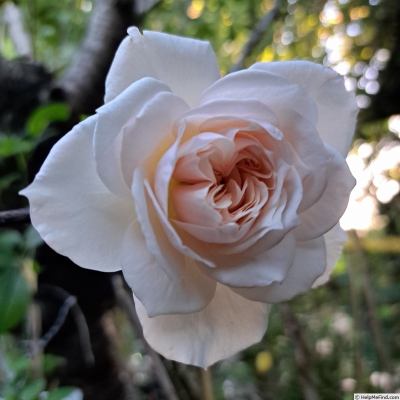 'Perdita (shrub, Austin 1982)' rose photo