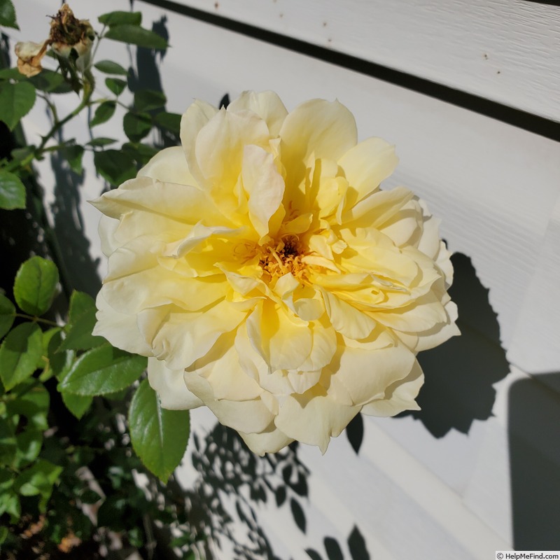 'New Day' rose photo