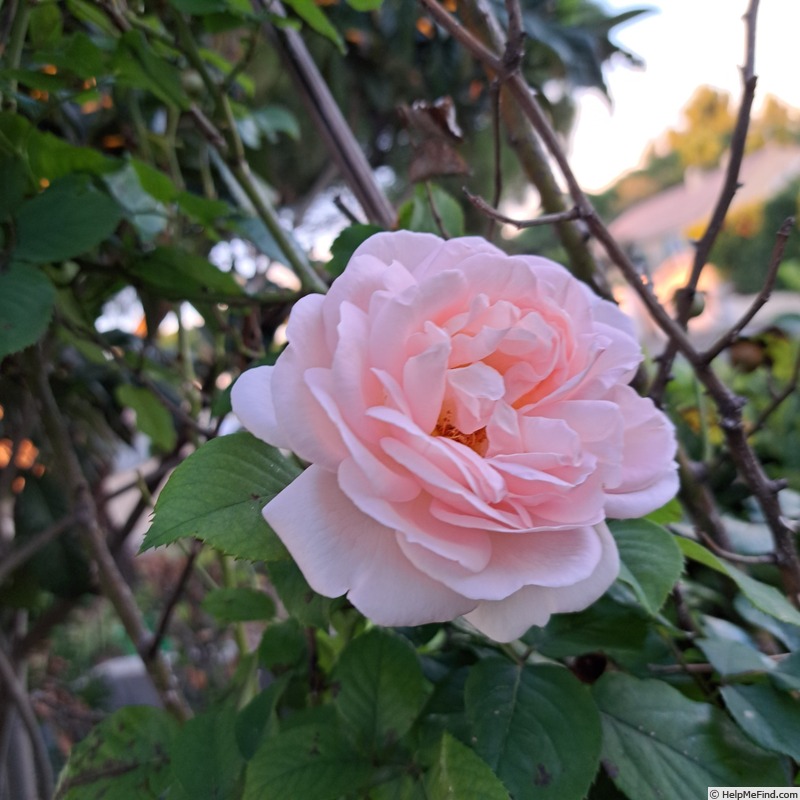 'Clair Renaissance ™' rose, click to enlarge 'Clair Renaissance ™' rose photo