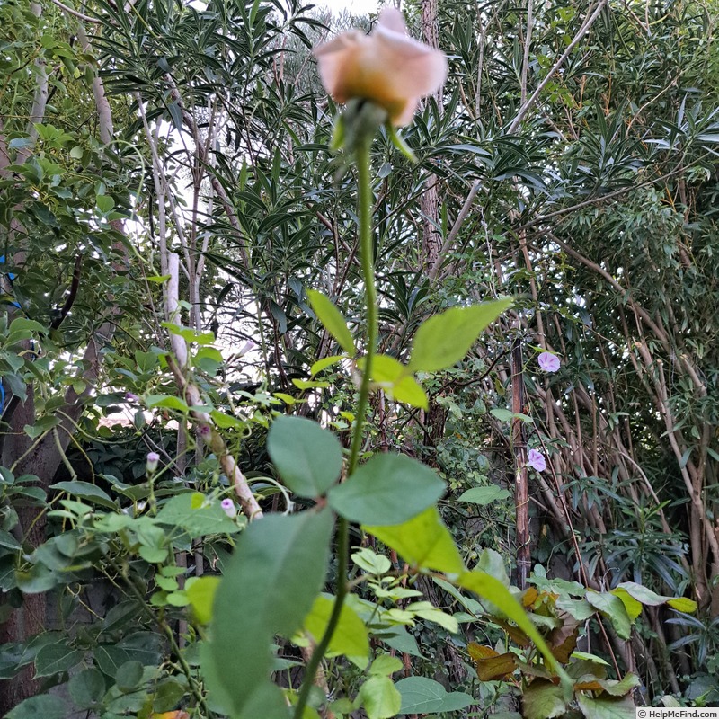 'Eve de Rothschild' rose photo
