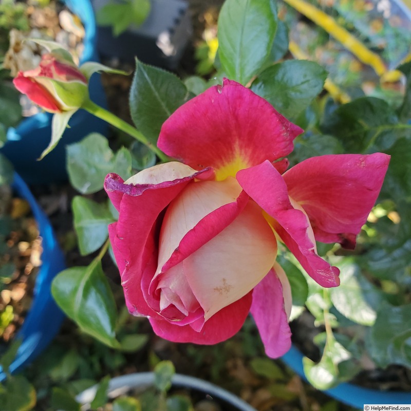 'Cherries & Champagne ®' rose photo
