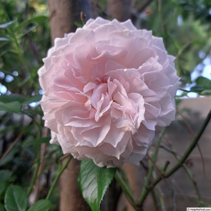 'Catherine Meurisse ®' rose photo