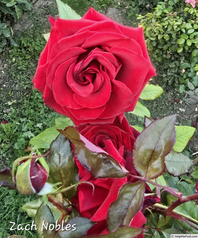 'Zach Nobles' rose photo