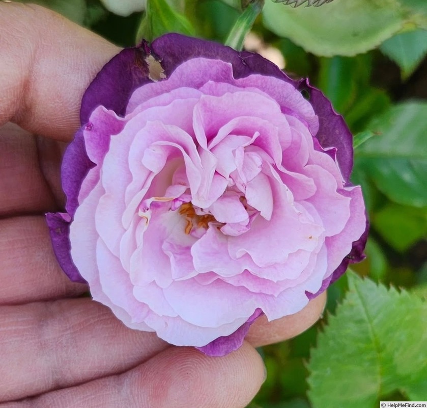 'Rinaldo' rose photo