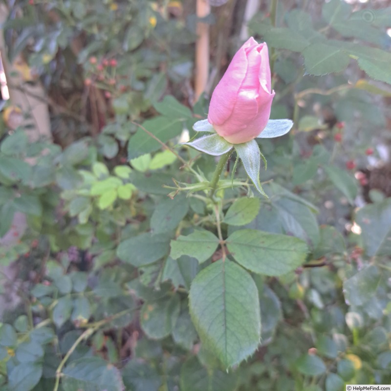 'Pear™' rose photo