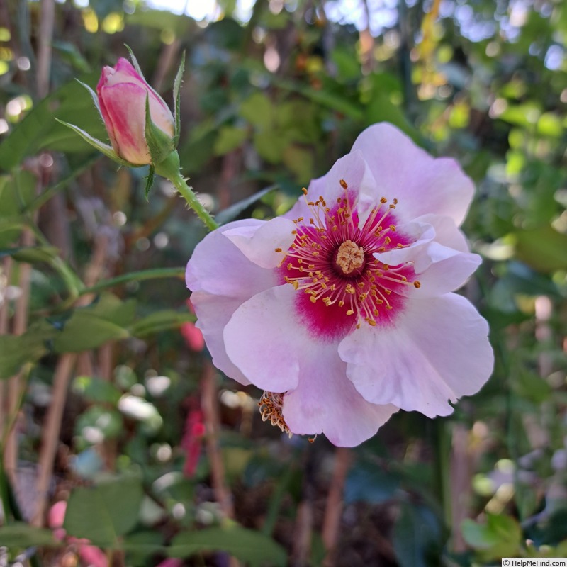 'See You in Red ®' rose, click to enlarge 'See You in Red ®' rose photo