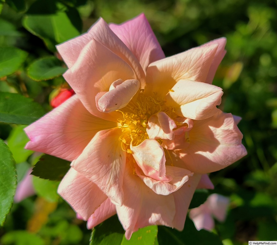 'La Gascogne' rose photo