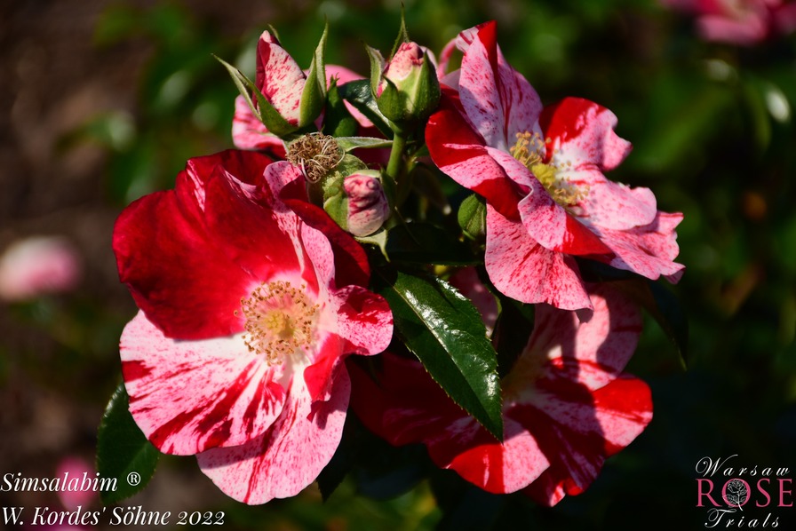 'Simsalabim ® (floribunda, Kordes, 2012/22)' rose photo