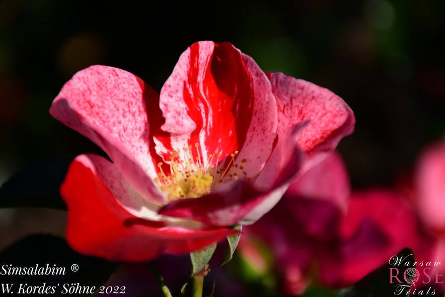 'Simsalabim ® (floribunda, Kordes, 2012/22)' rose photo