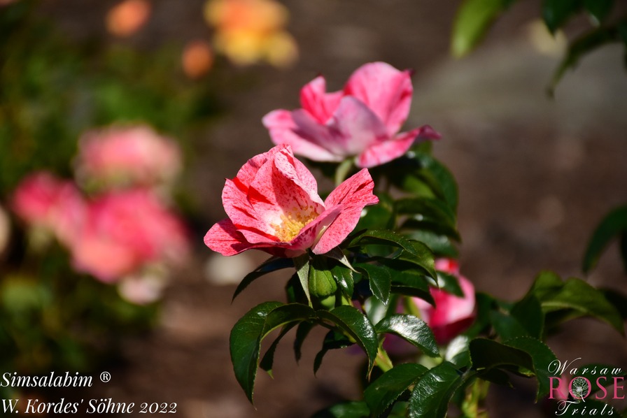 'Simsalabim ® (floribunda, Kordes, 2012/22)' rose photo