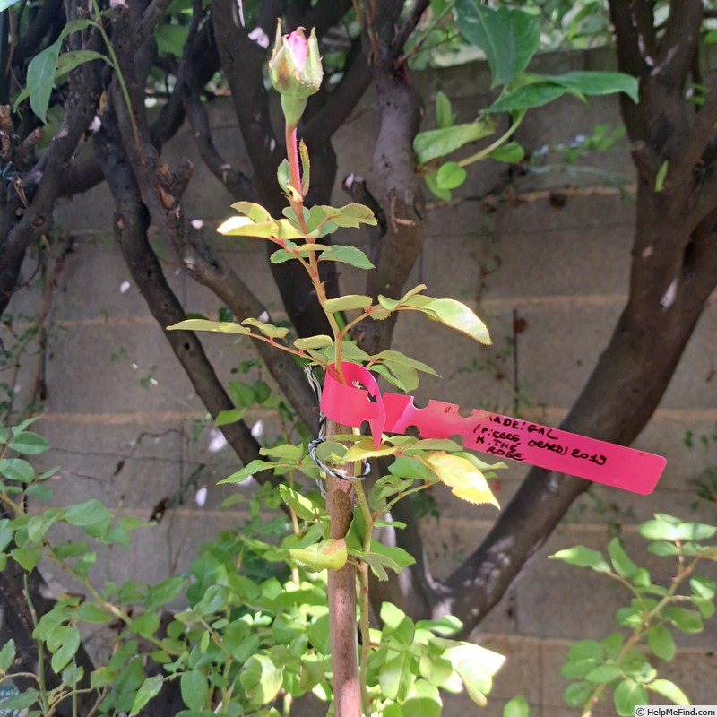 'Madrigal ® (hybrid tea, Orard, 2020)' rose photo