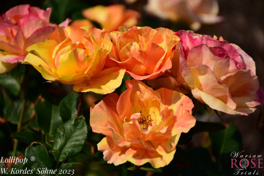 'Lollipop (floribunda, Proll/Kordes, 2012/23)' rose photo
