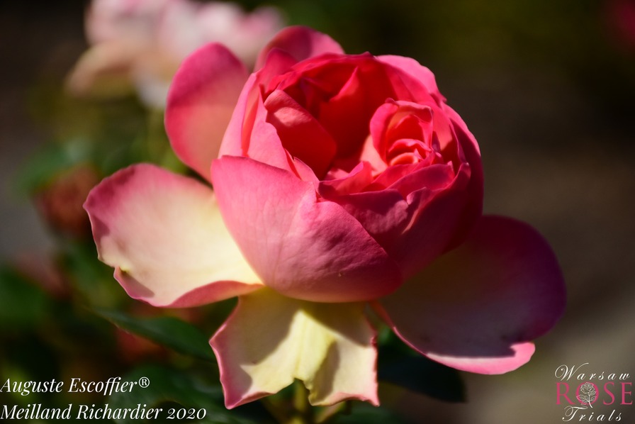 'Auguste Escoffier ®' rose photo