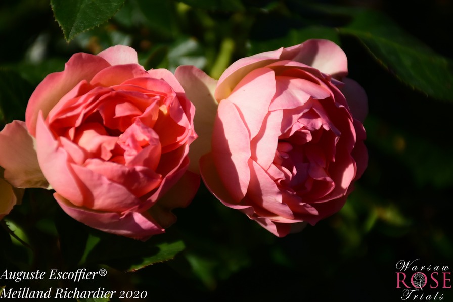 'Auguste Escoffier ®' rose photo