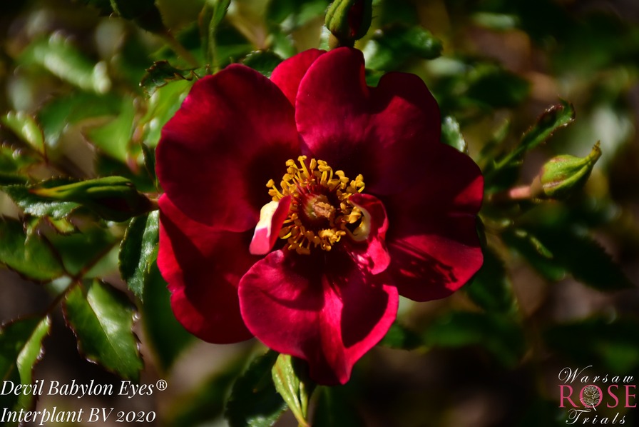 'Devil Babylon Eyes ®' rose photo