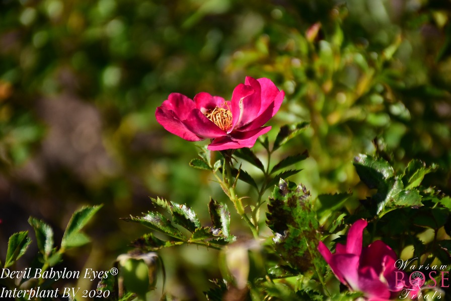 'Devil Babylon Eyes ®' rose photo