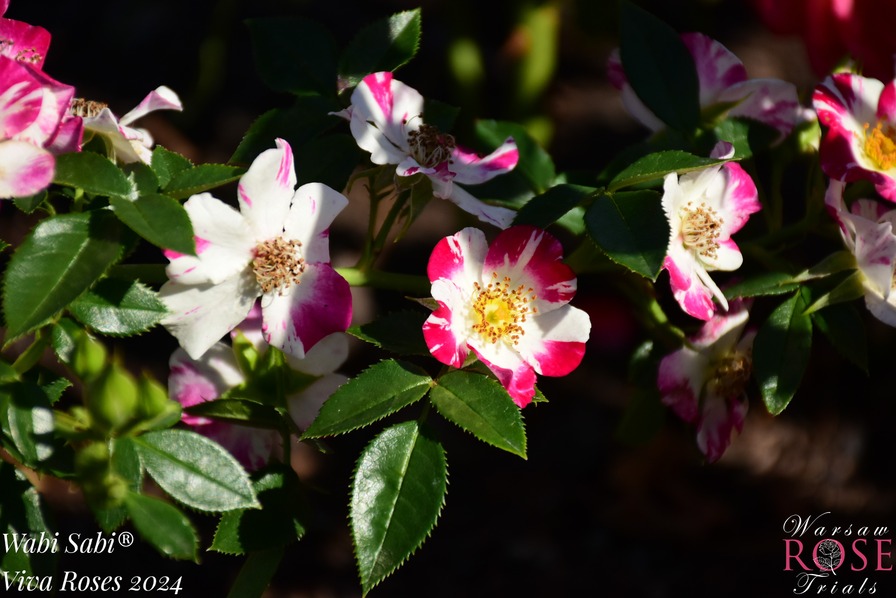 'Wabi Sabi' rose photo
