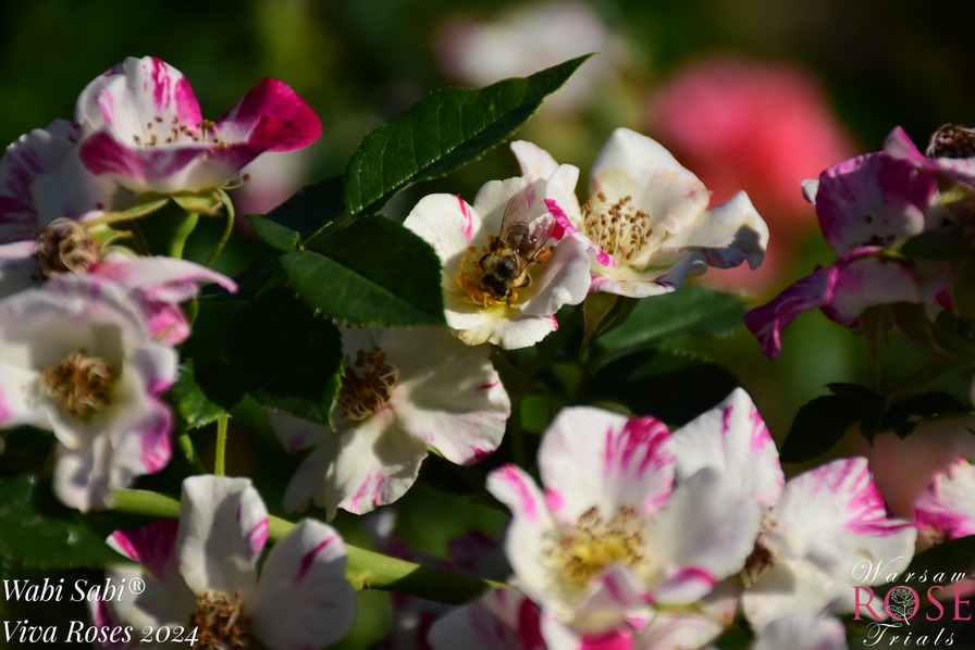 'Wabi Sabi' rose photo
