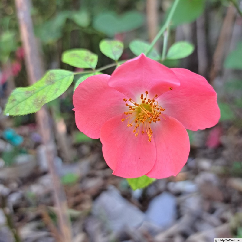 'Douceur Normande ®' rose photo