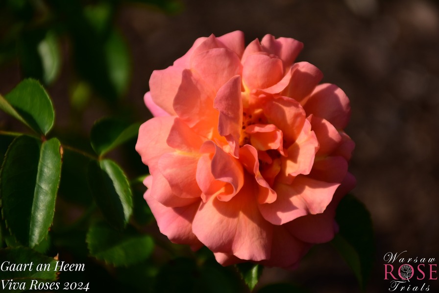 'Gaart an Heem' rose photo