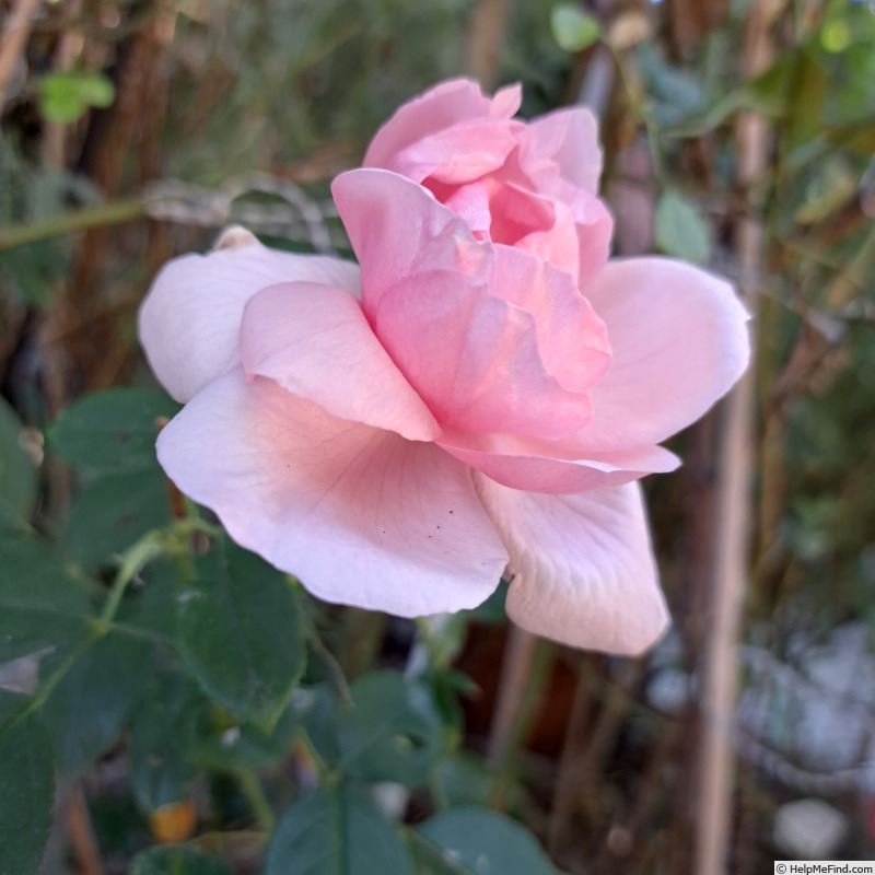 'Petit Trianon ®' rose photo
