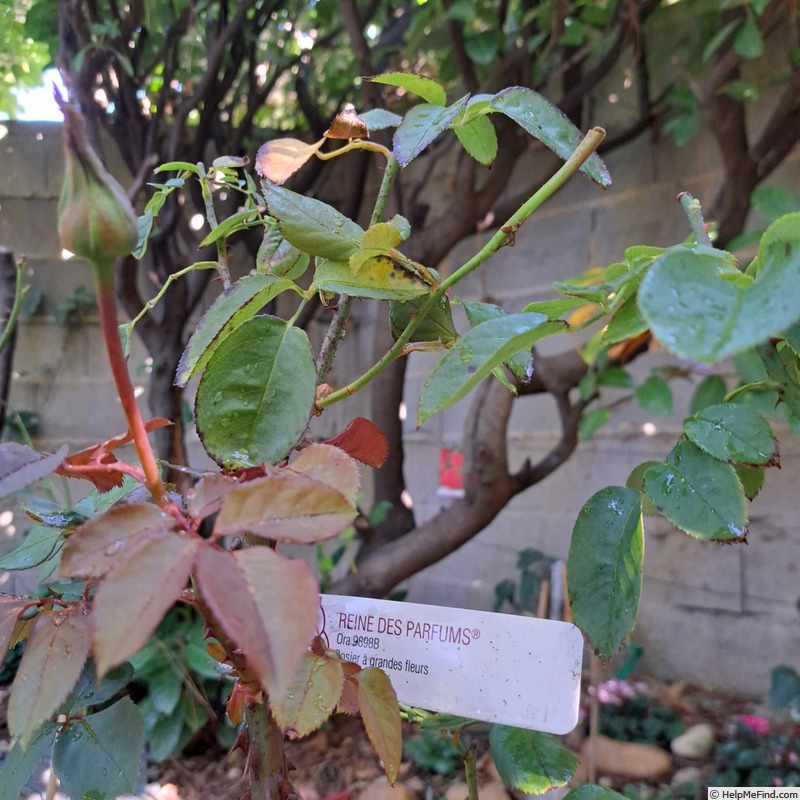 'Reine des Parfums ®' rose, click to enlarge 'Reine des Parfums ®' rose photo