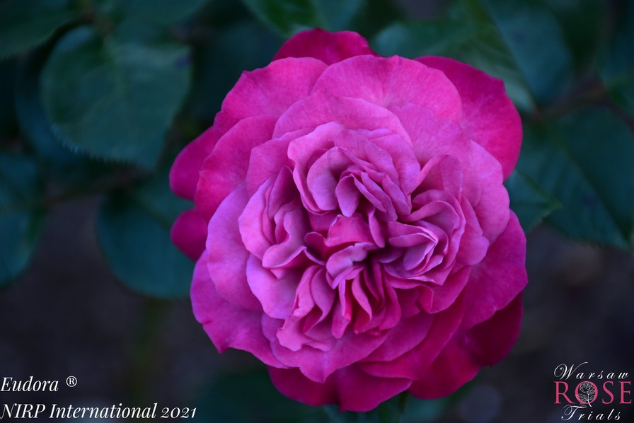 'Eudora (hybrid tea, NIRP, 2021)' rose photo