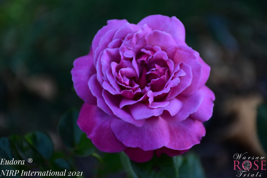 'Eudora (hybrid tea, NIRP, 2021)' rose photo