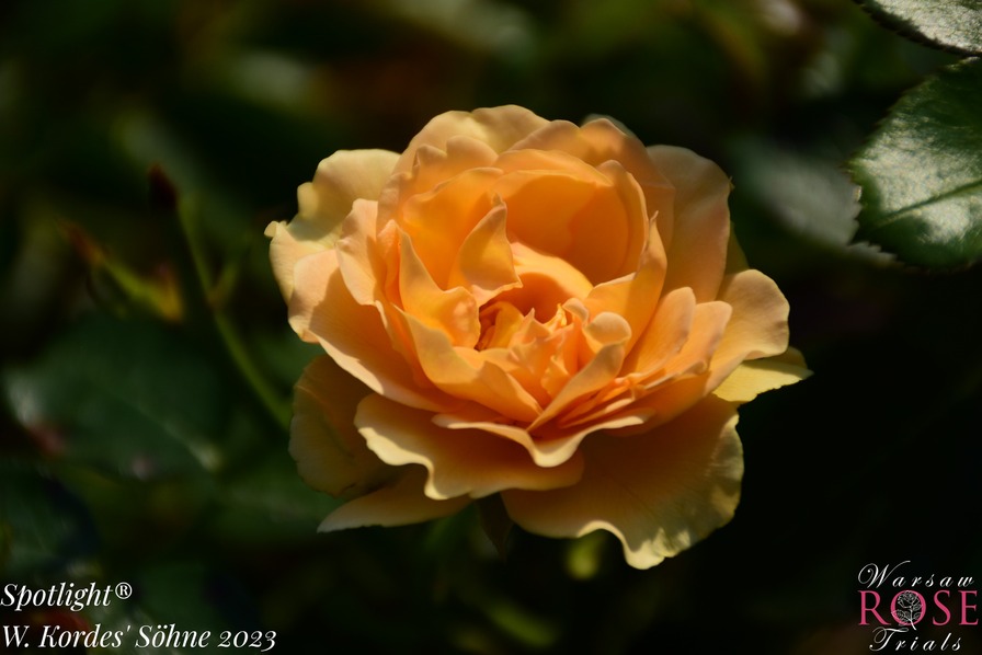 'Spotlight ® (floribunda, Proll/Kordes 2010/23)' rose photo