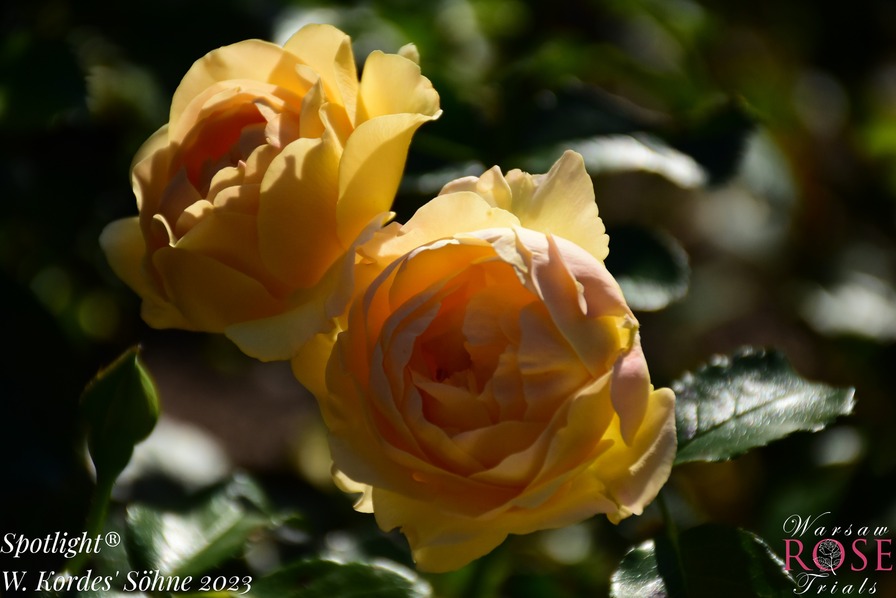'Spotlight ® (floribunda, Proll/Kordes 2010/23)' rose photo