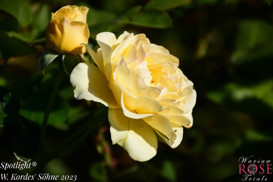 'Spotlight ® (floribunda, Proll/Kordes 2010/23)' rose photo