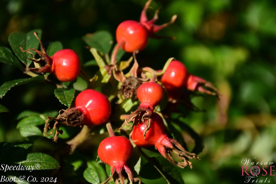 'Speedway ®' rose photo