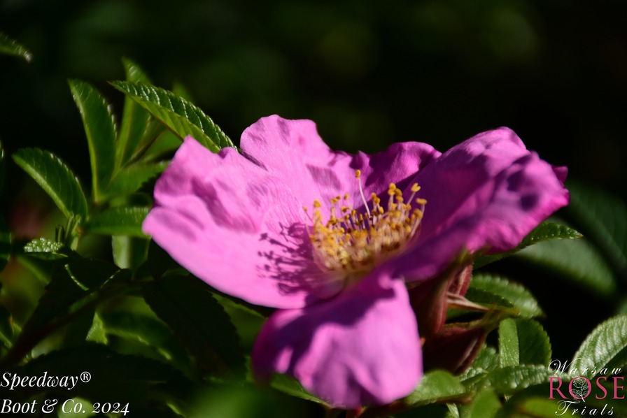'Speedway ®' rose photo