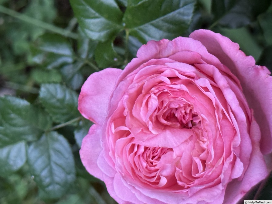 'Ball Gown' rose photo